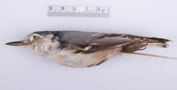 Media type: image;   Ornithology 211862